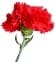 red_carnation_medium
